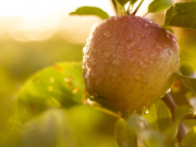 Transgourmet fruits et légumes - Les pommes bio du Vaucluse